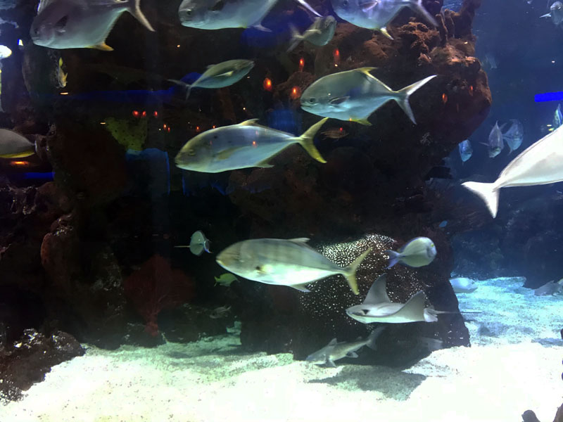 aquarium-nashville